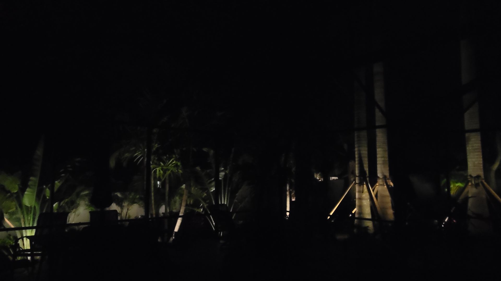 A row of palm trees are lit up at night in a dark forest.