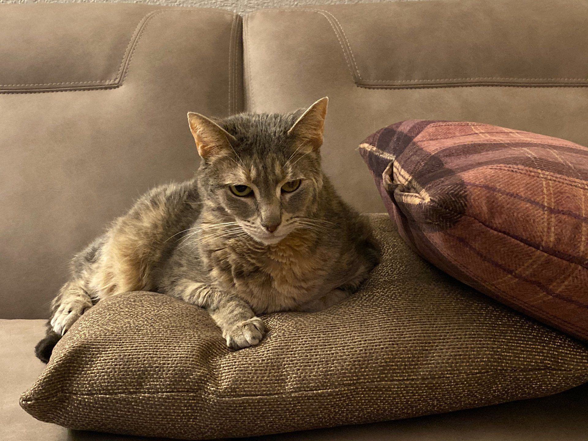 A cat is laying on a pillow on a couch.