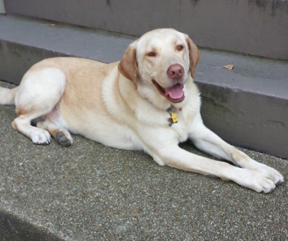 A dog laying on a sidewalk with its tongue out