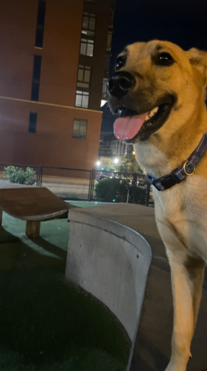 A dog with its tongue out is standing in front of a building at night.