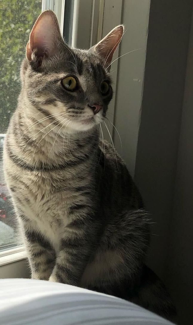 A cat is sitting in front of a window looking out.