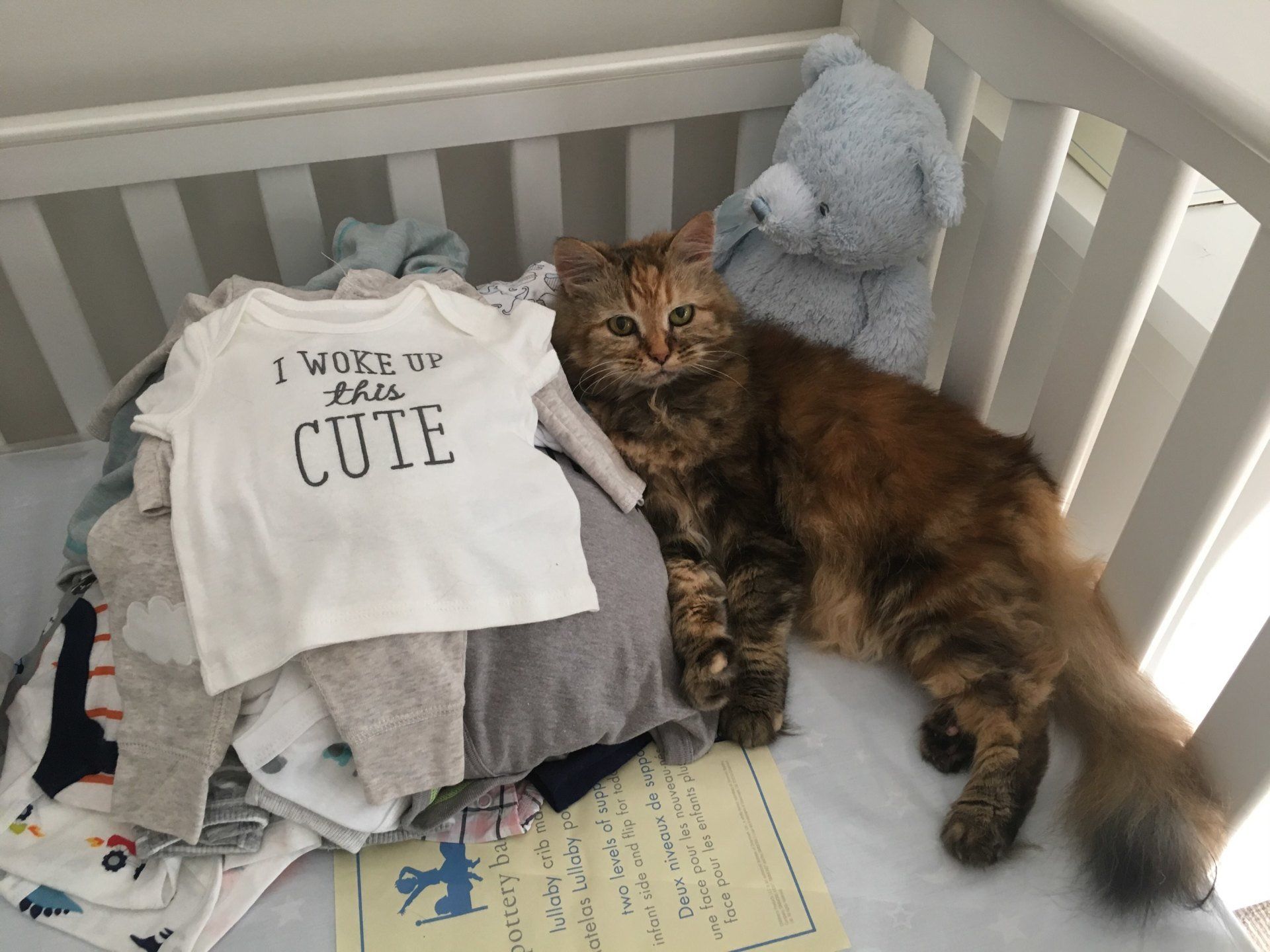 A cat is laying next to a baby shirt that says i woke up like cute