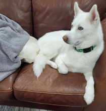 A white dog with a green collar is laying on a brown leather couch
