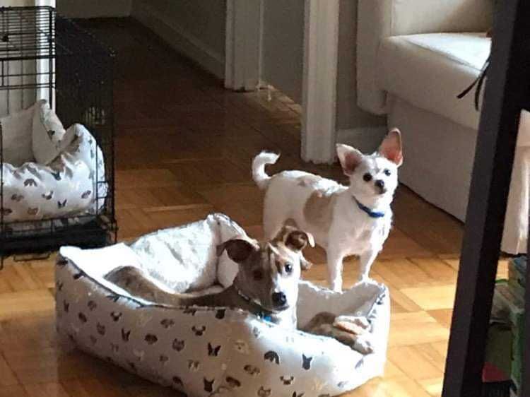 Two small dogs are standing next to each other in a dog bed.