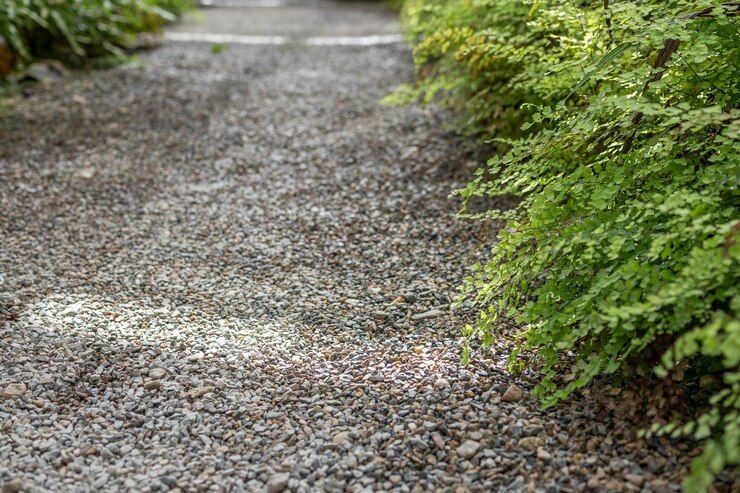 A gravel path surrounded by ferns