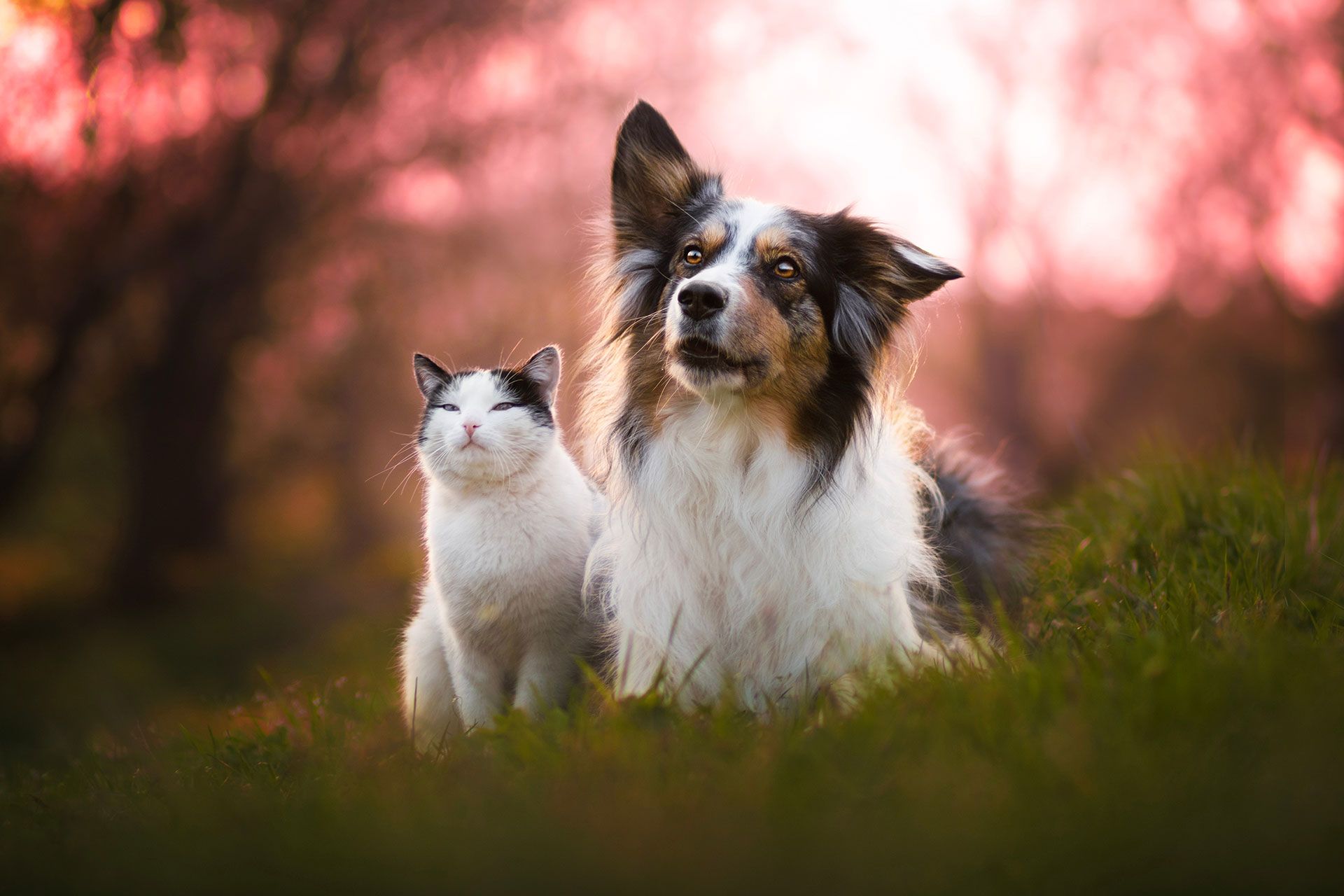 A cat and a dog sitting side-by-side in the outdoors