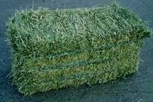 Alfalfa Hay