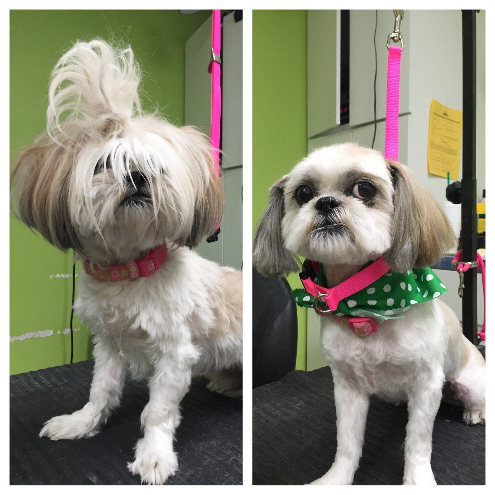 A small white dog before & after a dog grooming appointment.