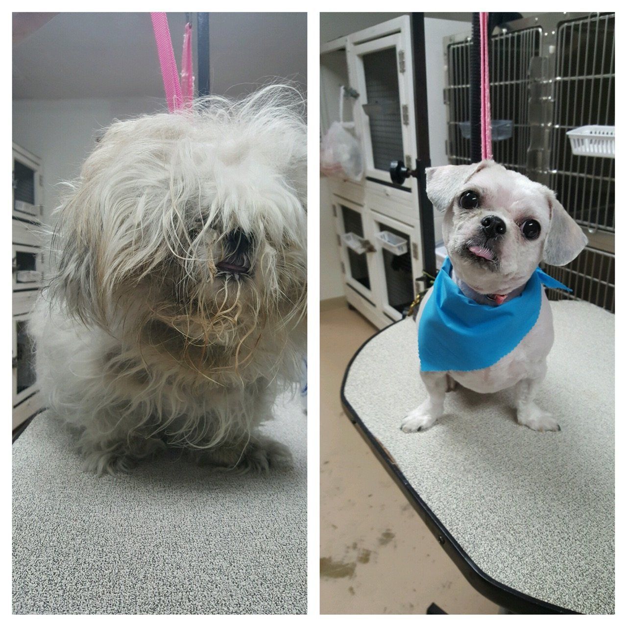A small white dog before & after being shaved during a dog grooming appointment.