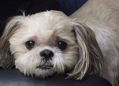 A small white dog with floppy ears.