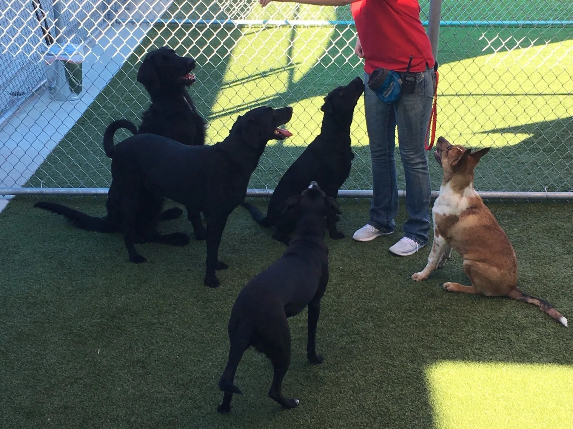 Dog Daycare 7
