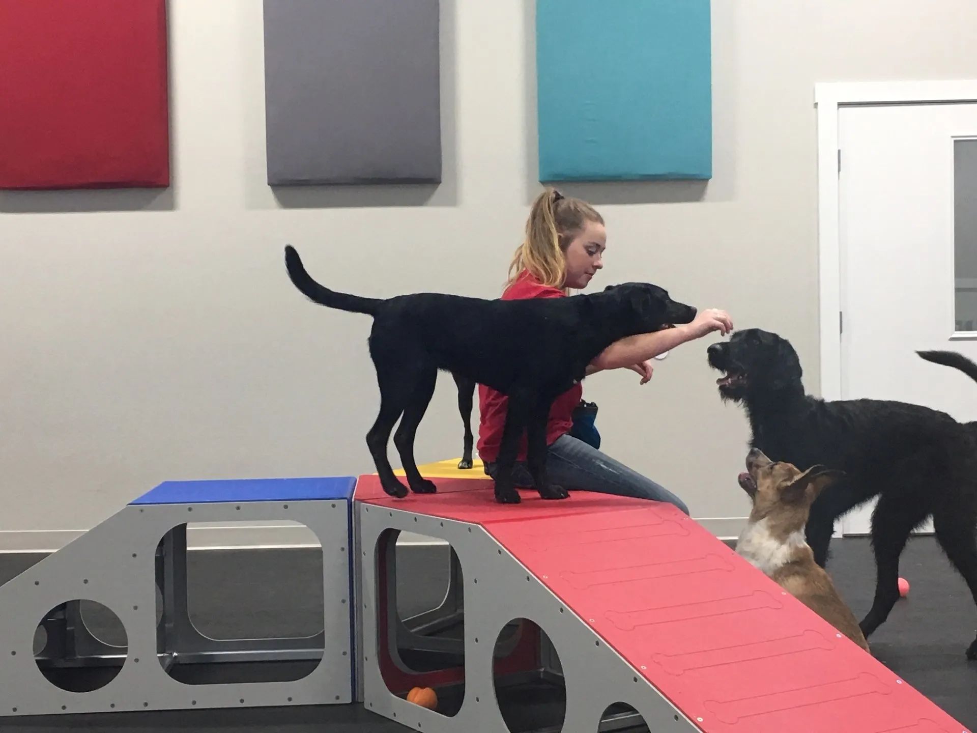 Dog Daycare 8