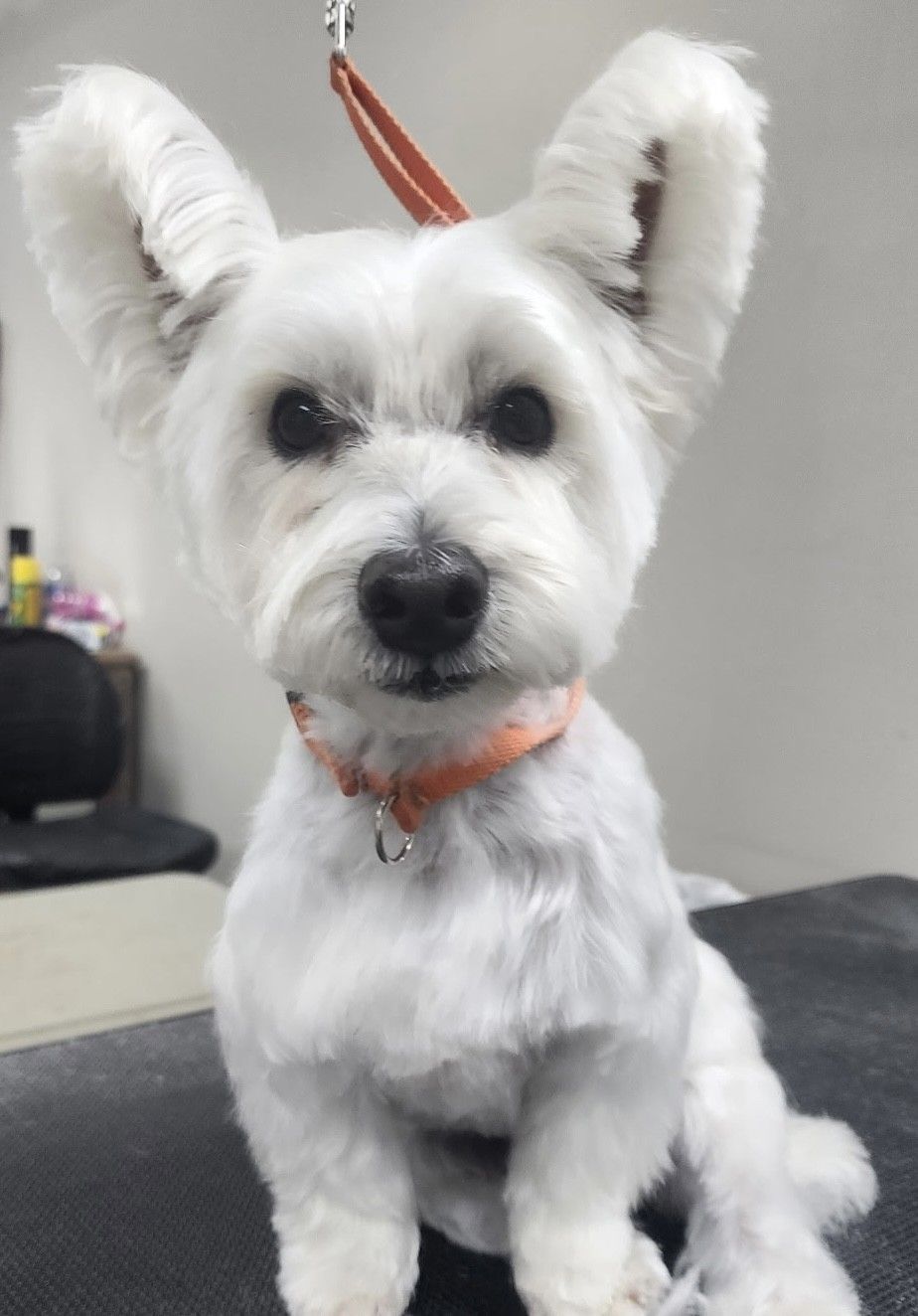 White dog with upright ears and a short haircut, wearing an orange collar, sitting on a table.