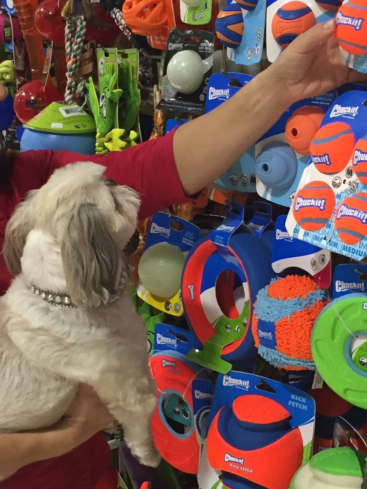 Dog in owner's arms looks at toys in a pet store, next to a red-shirted person reaching for a toy.