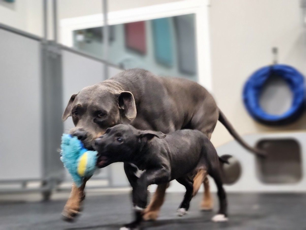 Two dark-colored dogs playing tug-of-war with a blue toy in a dog-friendly indoor space.