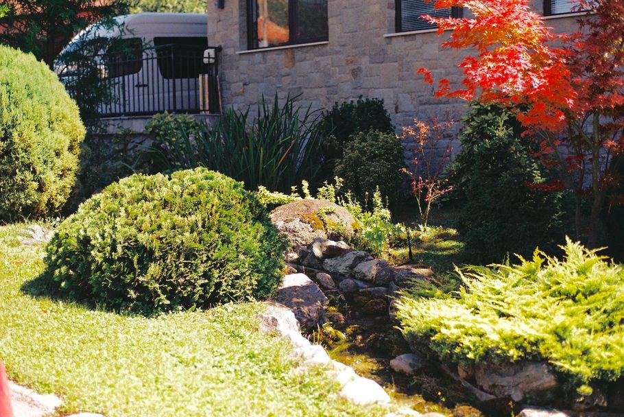 Sunny garden with shrubs, a stone wall, and a red-leaved tree beside a house