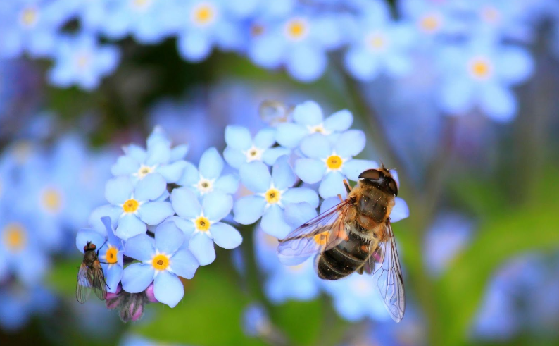 Pollination & Allergies | Sugarloaf Urgent Care