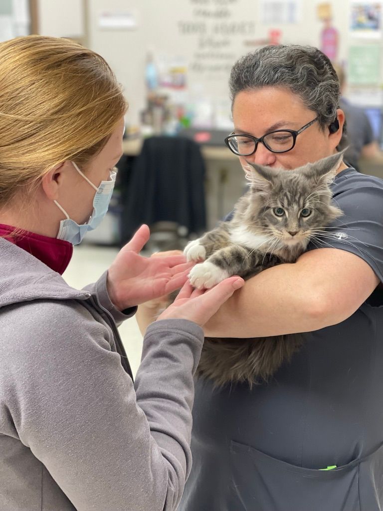Veterinarian holding a fluffy gray cat while another person gently pets its paw in a clinic