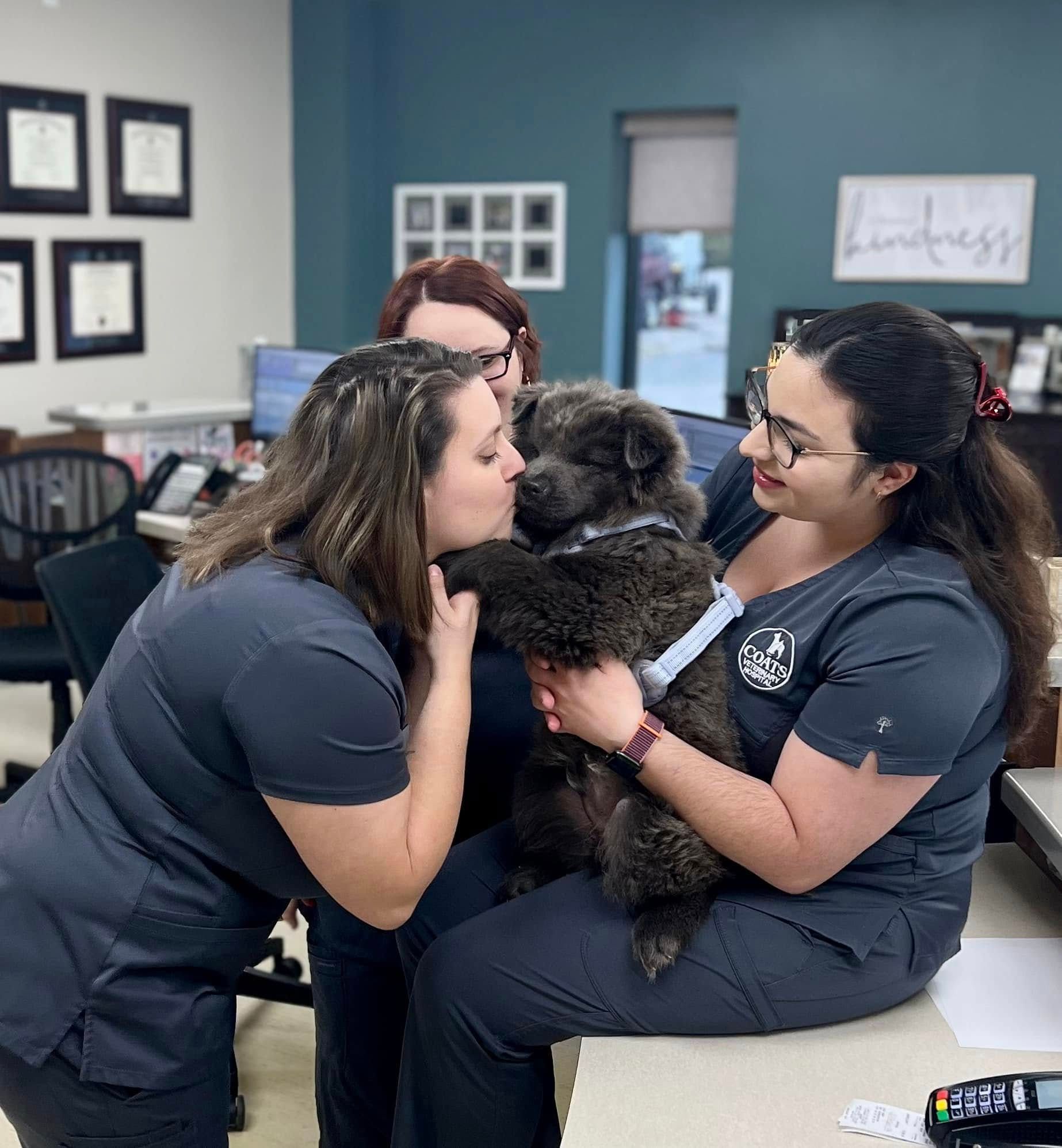A dog being examined