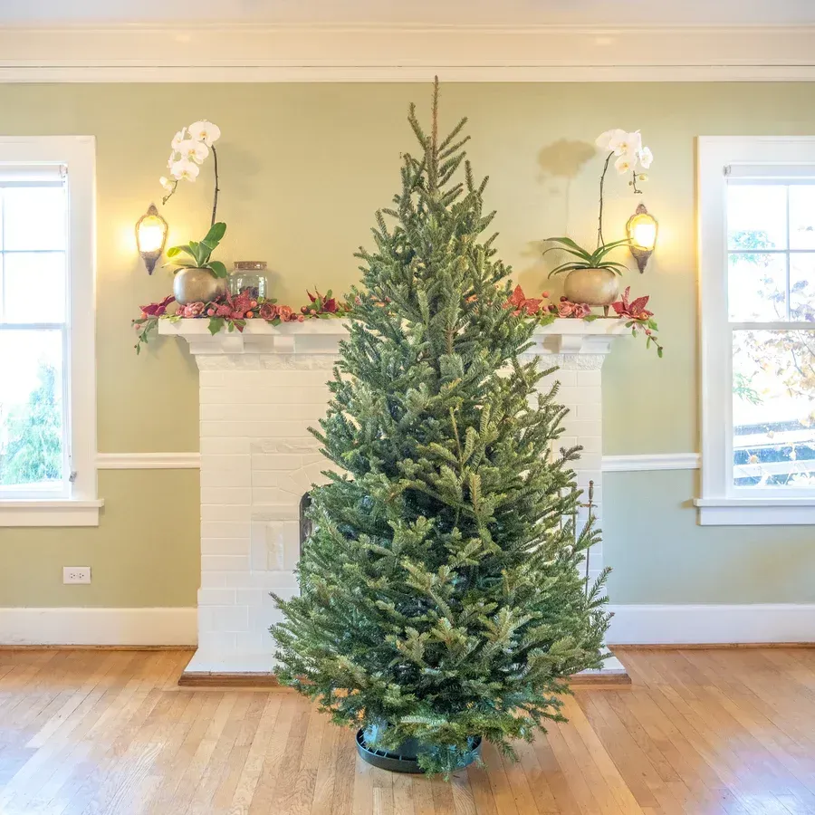 A large green christmas tree on a white background.