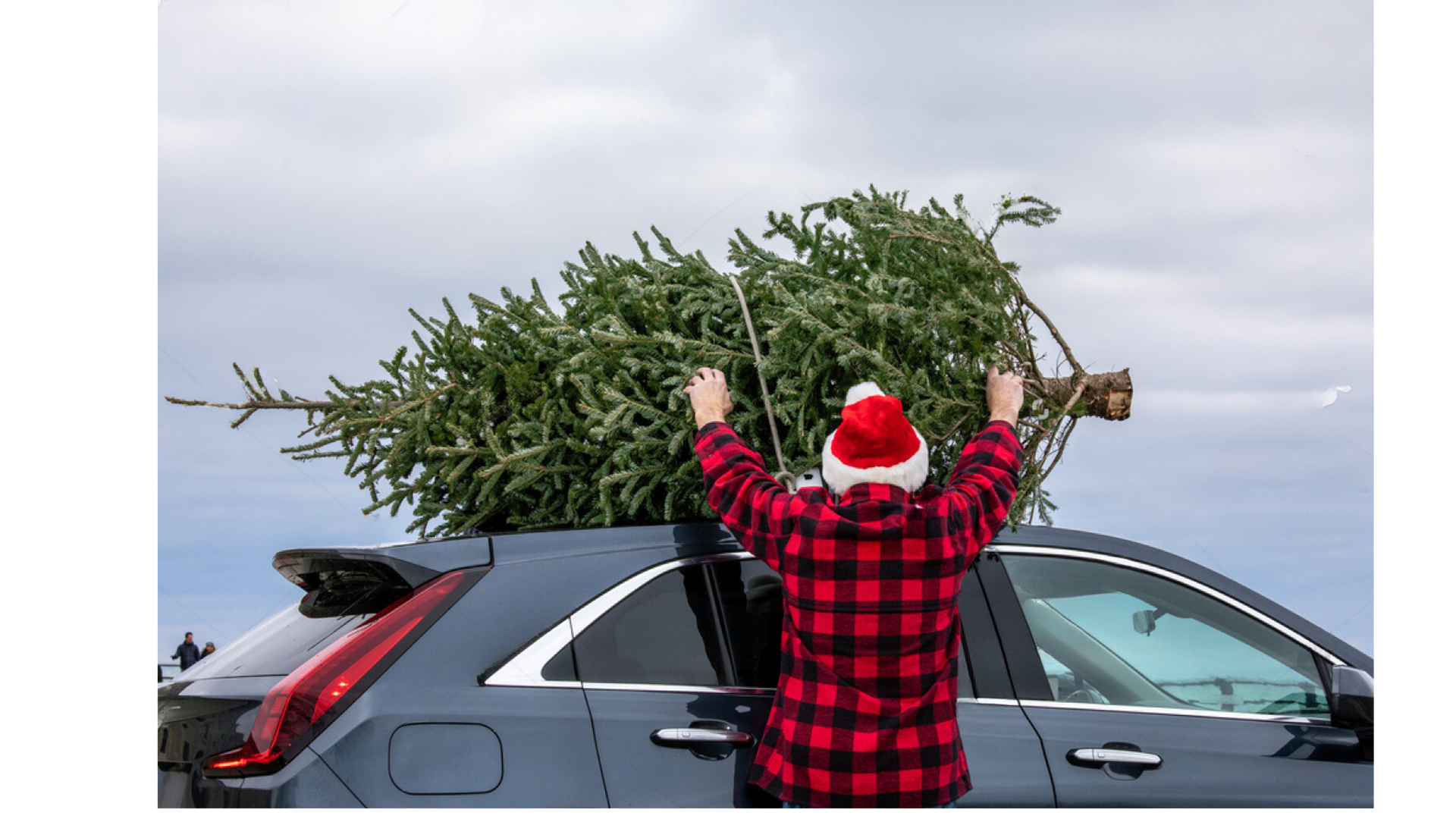 A man is carrying a christmas tree on top of a car.