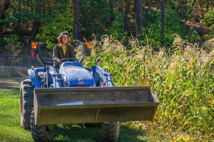 A woman is driving a tractor in a field of corn.
