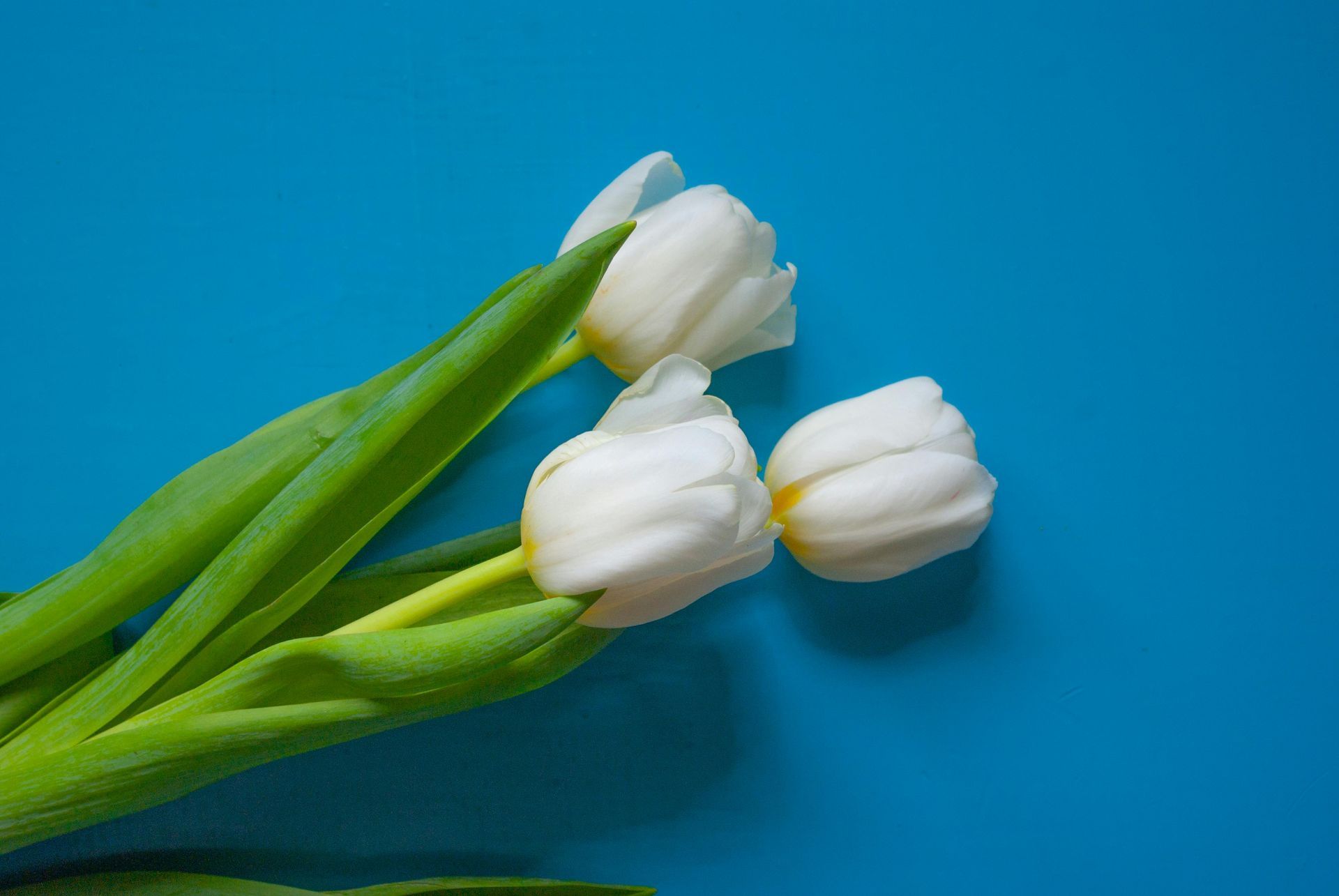 Three white tulips with green leaves on a blue background.