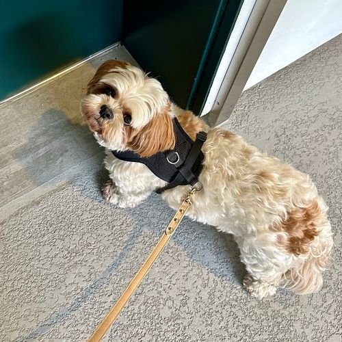Fluffy, tan and white dog wearing a black harness, on a leash. Standing near a green door.
