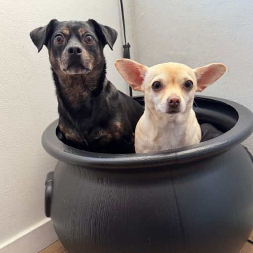 Two dogs, one black and one tan, sit inside a black cauldron.