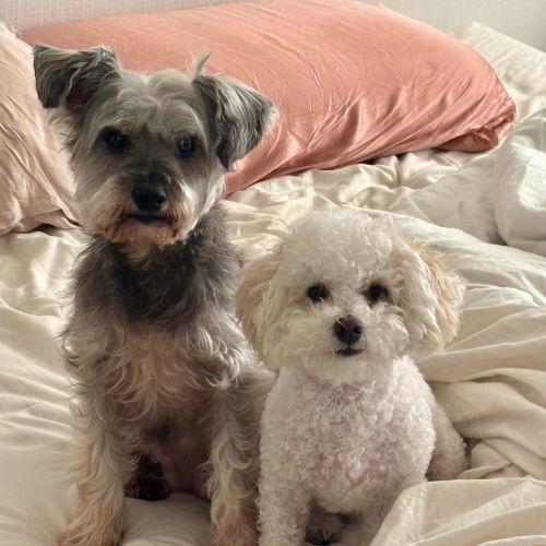 Two small dogs sit on a bed, one gray and one white, both looking at the camera.