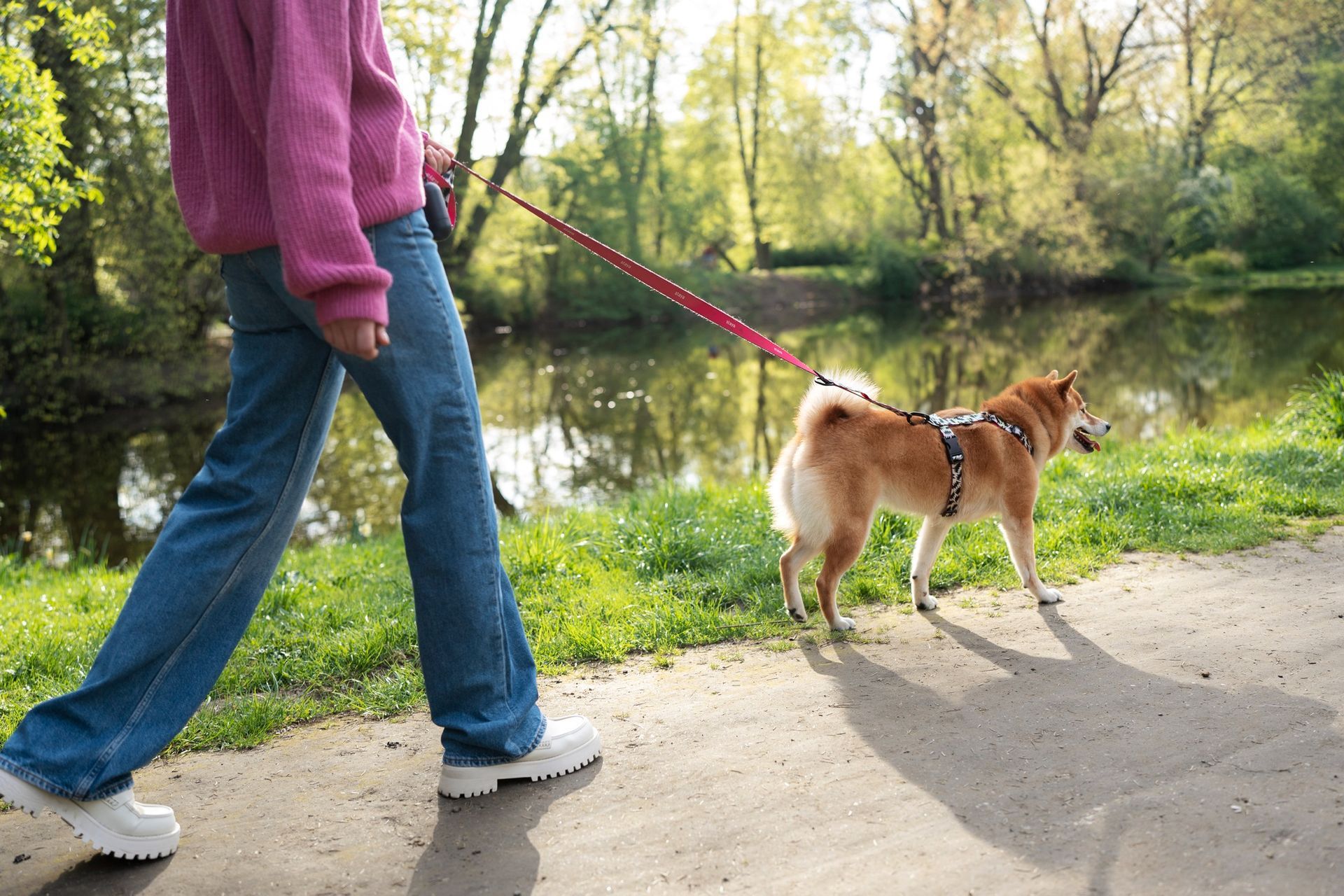 Person in pink sweater and blue jeans walking a dog on a leash along a path next to a body of water.