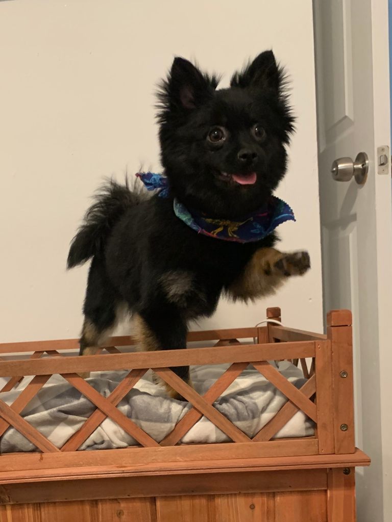 Black and tan Pomeranian dog wearing a bandana, standing with one paw raised on a wooden dog bed.