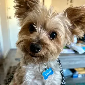 Yorkshire terrier dog with a blue tag that reads 