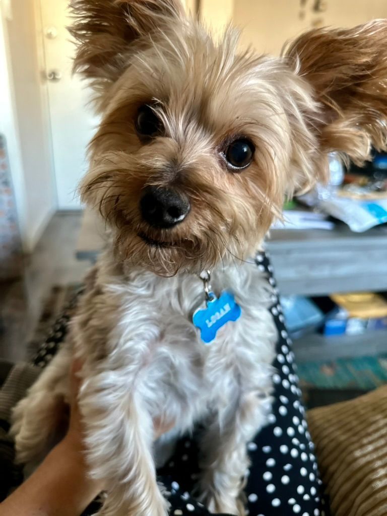 Small tan and white dog with floppy ears wearing a blue tag that reads 