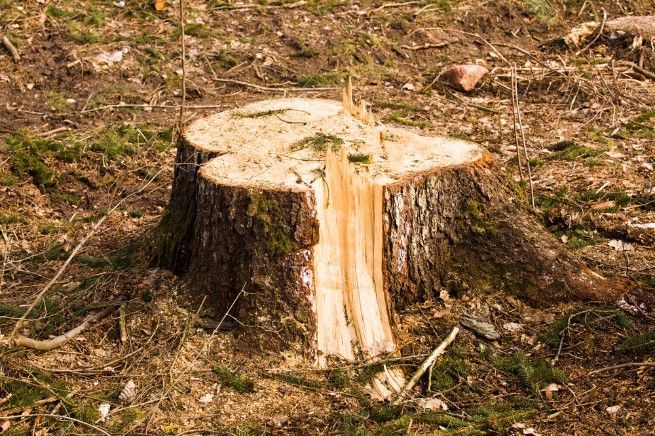 A Large Tree Stump in the ground — Sam Backhouse Tree Services in Moss Vale, NSW