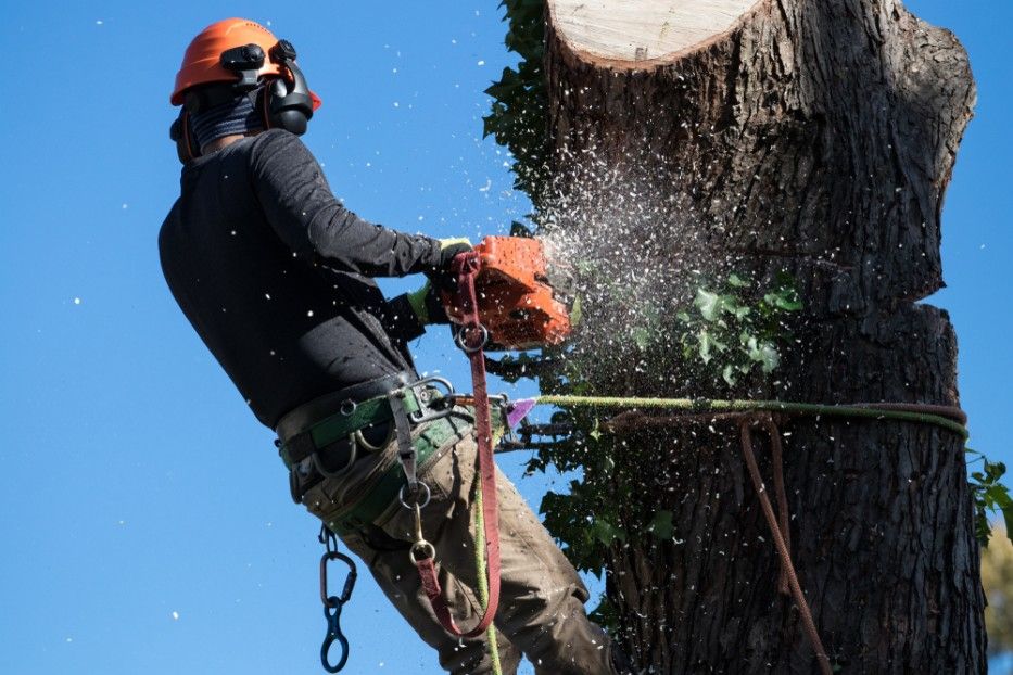 A Man is Tied to a Tree While Cutting Down It With a Chainsaw — Sam Backhouse Tree Services in Moss Vale, NSW