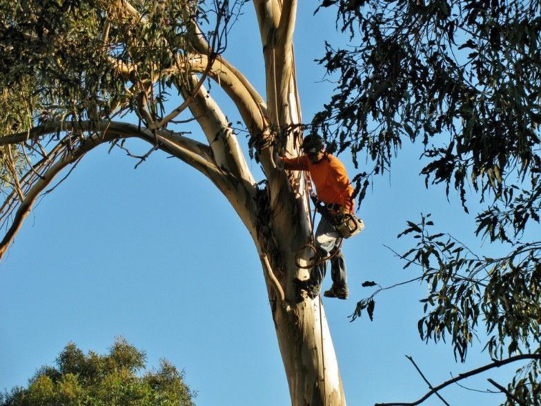 A Man in an Orange Shirt is Climbing a Tree — Sam Backhouse Tree Services in Moss Vale, NSW