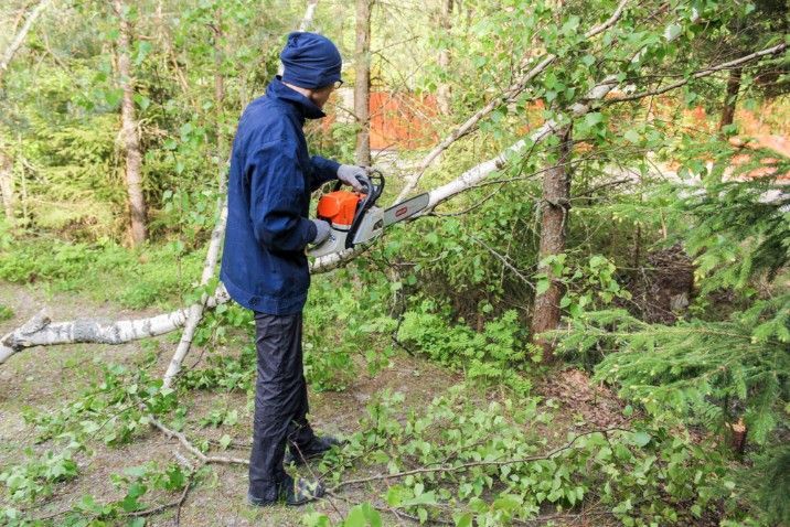 A Man is Cutting a Tree With a Chainsaw in the Woods — Sam Backhouse Tree Services in Moss Vale, NSW