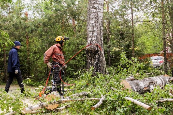 A Man is Standing Next to a Fallen Tree in the Woods — Sam Backhouse Tree Services in Moss Vale, NSW