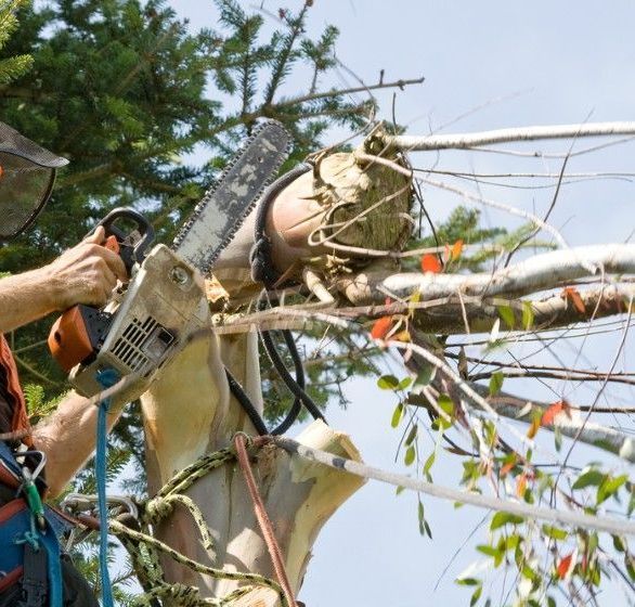 A Man is Cutting a Tree With a Chainsaw — Sam Backhouse Tree Services in Moss Vale, NSW