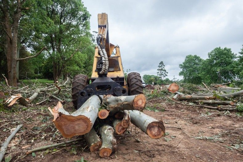 A Tractor is Carrying a Pile of Logs in a Forest — Sam Backhouse Tree Services in Mittagong, NSW