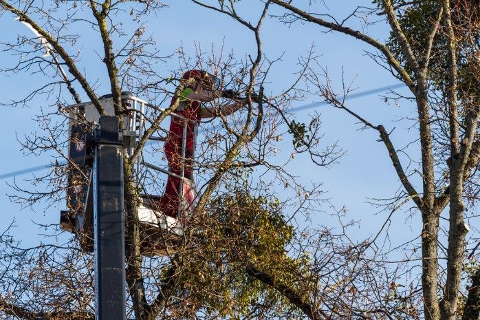A Man in a Bucket is Cutting a Tree Branch — Sam Backhouse Tree Services in Mittagong, NSW