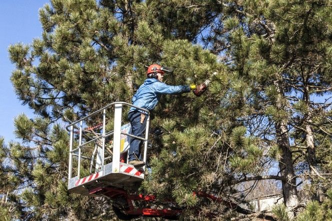 A Person is Climbing a Tree With a Chainsaw — Sam Backhouse Tree Services in Moss Vale, NSW