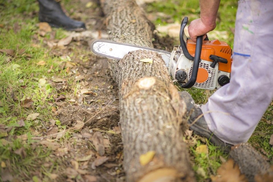 A Person is Cutting a Tree Stem With a Chainsaw — Sam Backhouse Tree Services in Moss Vale, NSW