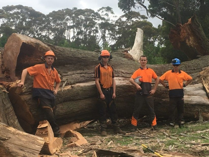 Four men in uniform are standing in front of a large cut down tree — Sam Backhouse Tree Services in Moss Vale, NSW
