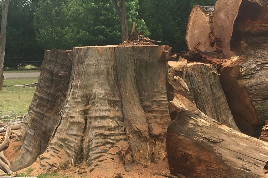 A Large Tree Stump is Sitting on Top of a Pile of Logs — Sam Backhouse Tree Services in Moss Vale, NSW