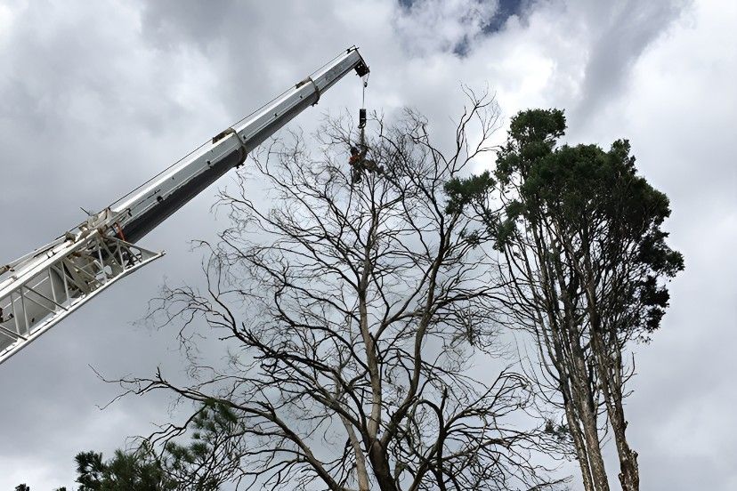A Crane is Lifting a Tree in the Air — Sam Backhouse Tree Services in Moss Vale, NSW