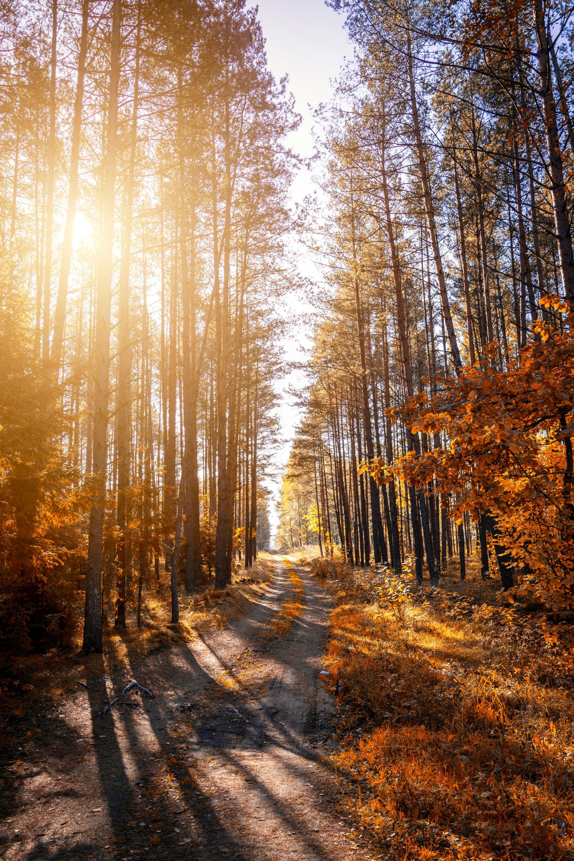 The sun is shining through the trees in the forest