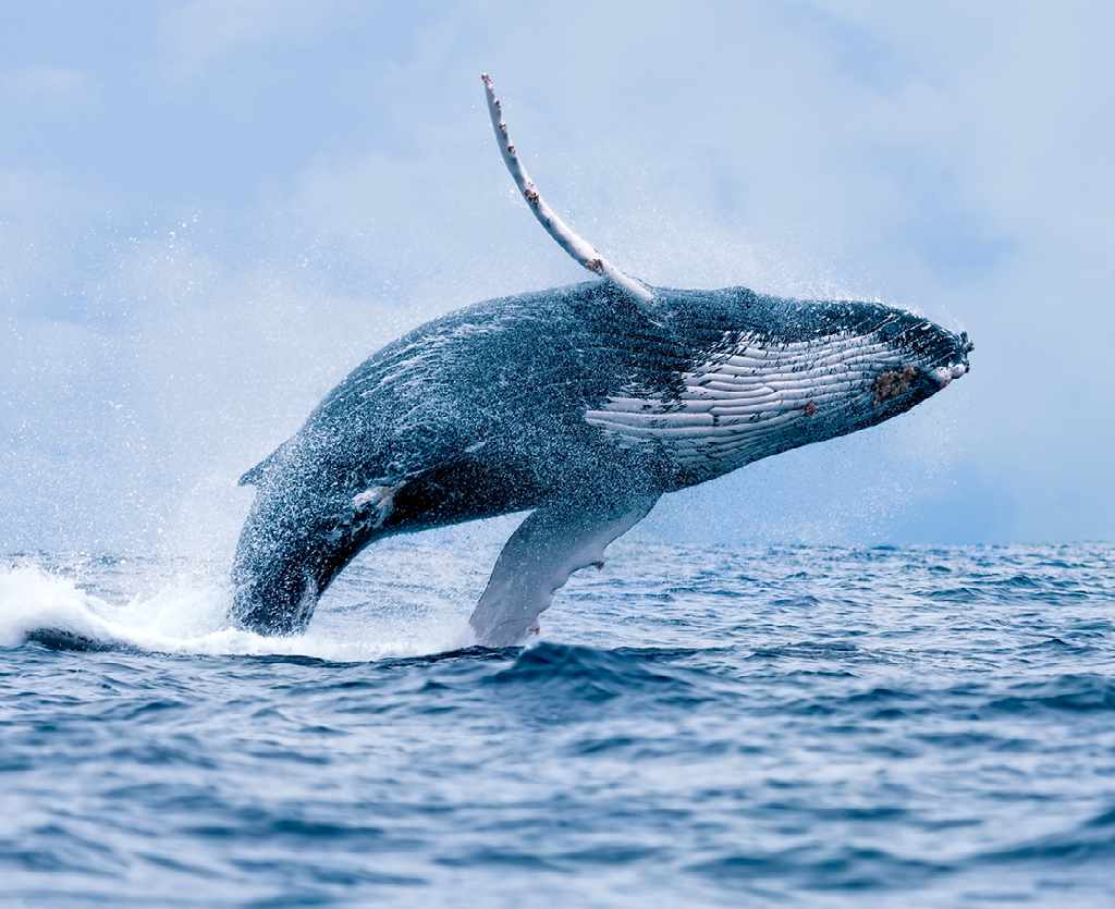A humpback whale is jumping out of the ocean.