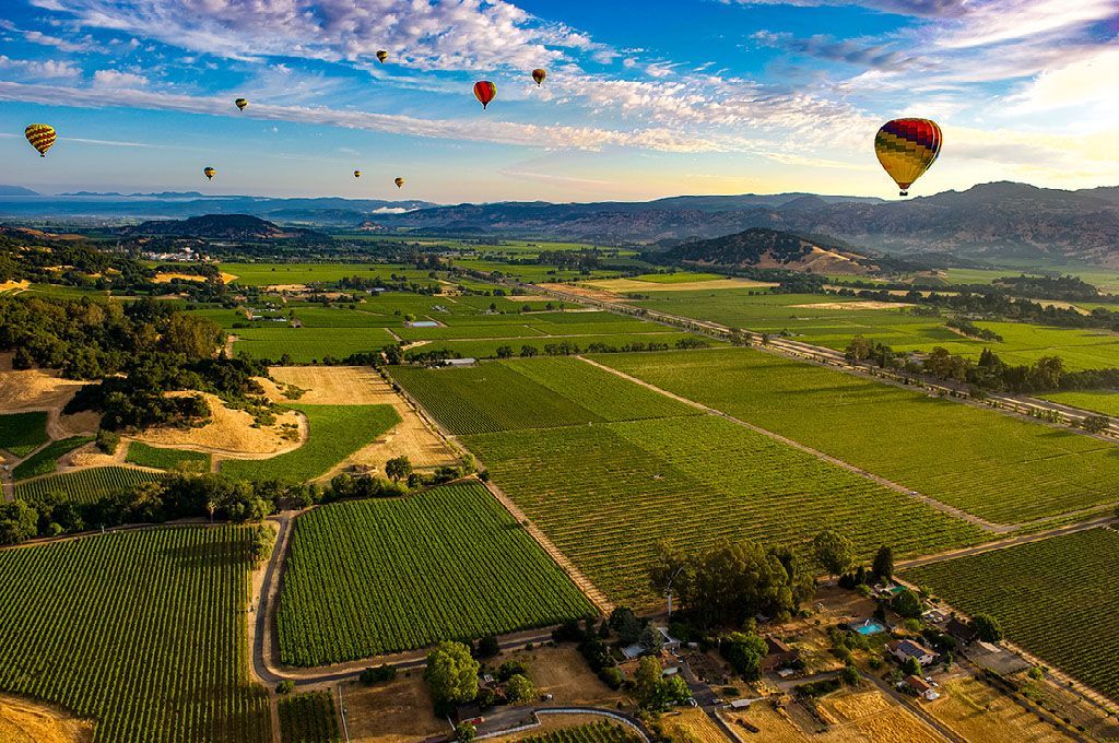 An aerial view of hot air balloons flying over a vineyard.